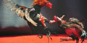 Tuyệt Chiêu Chơi Đá Gà WS168 Tại QQ88 Luôn Thắng Từ Cao Thủ