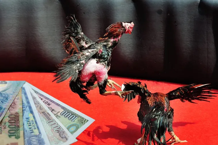 Bí Kíp Chơi Đá Gà Sabong Tại QQ88 Từ Các Sư Kê Chuyên Nghiệp 1 Bí Kíp Chơi Đá Gà Sabong Tại QQ88 Từ Các Sư Kê Chuyên Nghiệp